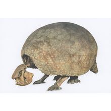 Glyptodon Clavipes Dinosaur London Museum Exhibit Postcard