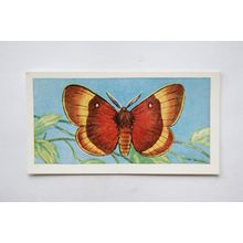 1958 Swettenham tea card Butterflies & Moths No. 22 Oak Eggar
