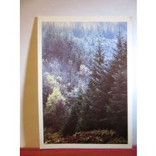 LOCH ARD FOREST, ABERFOYLE, STIRLINGSHIRE unused postcard by Colin Baxter 1984=