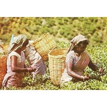 Tea Pluckers Picking Making Sri Lanka India Plucking Worlds Best Photo Postcard