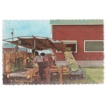 HARVESTING TOBACCO FARMING, ONTARIO, CANADA unused vintage postcard