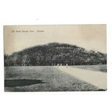 The Great Banyan Tree, Calcutta, Postcard.