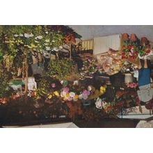 Lake Maggiore The Market Flower Markets Swiss Switzerland Postcard