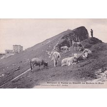 Troupeau De Vaches Au Sommet Des Rochers De Naye Swiss Postcard