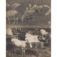 Italian Cattle Cow Farming Antique Real Photo Italy Farm 2x Postcard