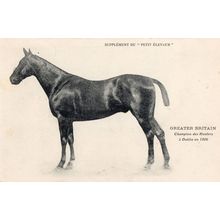 Petit Eleveur British Dublin National Hunt 1900s Horse Racing Old Postcard
