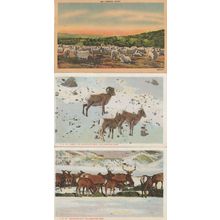 Angora Goats Elk Yellowstone Park 3x Old Animal Postcard s