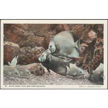 Black Angel Fish, New York Aquarium, 1937 - Curt Teich Postcard