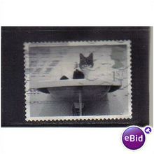2001 GB CAT IN WASHBASIN F/U SG2196