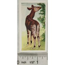 Neilson's Interesting Animals card No. 2 Okapi
