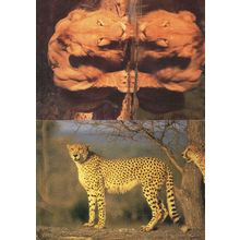 Lion Reflection Amazing Double Vision Postcard
