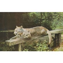 Puma Cat at Colchester Zoo 1970s Postcard