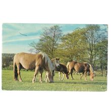 HAFLINGER MARES AND FOALS, CHATSWORTH, DERBYSHIRE unused vintage postcard =