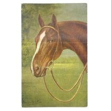 HORSE'S HEAD unused vintage postcard by J. Salmon (d) =