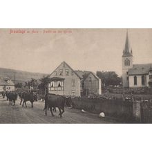 Braunlage Im Harz Partie An Der Kirche Cattle German Postcard