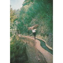 Madeira Sugar Cane Worker Transport Funchal Spanish Crafts Postcard