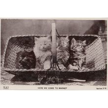Kittens Cats Going To The Market In Basket Real Photo Old Postcard