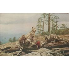 Snow Leopard Chicago Natural History Museum Old Postcard