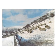 SHEEP IN WINTERTIME used postcard 1990 postmark =