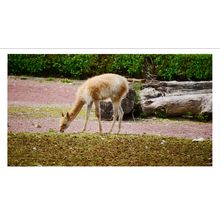 Vicuña Grazing in a Natural Habitat A3 White