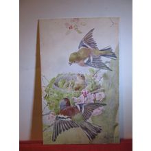CHAFFINCH by A West unused postcard by Raphael Tuck 'Oilette' birds & nests =