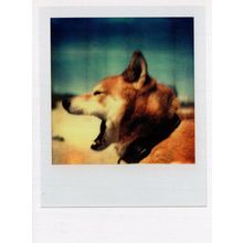 Angry Dog Giant Dentist One Tooth Mouth Award Analog Photo Postcard