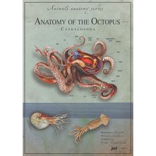 Octopus anatomy 2 Poster Canvas Movie Film Print A0 A1 A2 A3 A4 A5 A6 Art Wall D