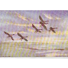Art PETER SCOTT "White-Fronted Goose" Postcard (Medici PC.771)