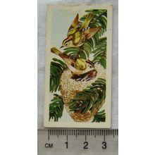 1970 Gowers & Burgons card No. 23 Goldcrest, Briitish Birds and Their Nests