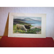 HIGHLAND CATTLE IN SCOTLAND used antique postcard 1910 postmark Wildt & Kray =