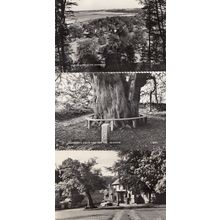 Selborne Trumpeters Grave Plestor Hanger 3x Real Photo Postcard s