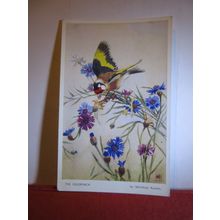THE GOLDFINCH by Winifred Austen unused postcard by Valentine bird series #