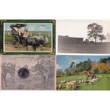 When Shall We Three Meet Again Mirror Reckla 4x Horse Postcard s