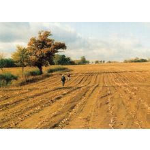 Autumn Farmyard Ramble On Farm Hay at Winslow Buckinghamshire Postcard