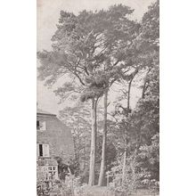 Scots Fine Tree London Reward Card Antique Postcard