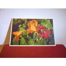 LARGE INDIAN CRESS flowers Swiss unused vintage postcard =