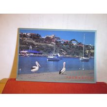 PELICANS, SWAN RIVER, PERTH, WESTERN AUSTRALIA, used postcard 1992 pm =