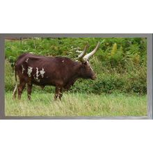 Majestic Ankole-Watusi in a Lush Field A3 Chrome