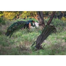 Merak_tarung Poster Canvas Movie Film Print A0 A1 A2 A3 A4 A5 A6 Art Wall Decora