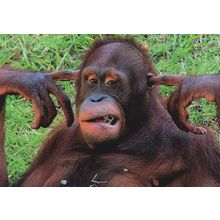 Orang Utang Fingers In Ears Ear Plugs Comic Monkey German Postcard