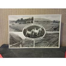 multiview, LOCH CARRON, ross-shire unused postcard double scotch terriers =