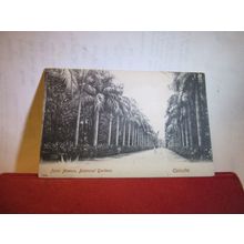 PALM AVENUE, BOTANICAL GARDENS, CALCUTTA, INDIA. used antique postcard 1911 pm =