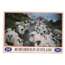 RUSH HOUR IN SCOTLAND unused postcard .. SHEEP Whiteholme of Dundee #
