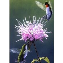 Hummingbird Treat - Tree Free Greeting Card - 12542