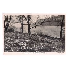 WORDSWORTH'S DAFFODILS, ULLSWATER , CUMBRIA unused vintage postcard. RP =