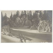Norway Winter Snow in forest Ski Tracks early 20th C. unused RPPC Mittet No. 11