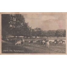 Dyrehaven Denmark Cattle Farm Grazing Postcard