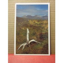 REMAINS OF ANCIENT DUNDONNELL FOREST, WESTER ROSS unused postcard /