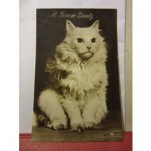 A PERSIAN BEAUTY kitten cat unused vintage postcard RP c. 1936