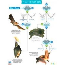 A Guide To British Bats